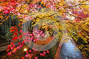 Maple trees in colorful along green canal stone , maple leaves falling inÃÂ Japanese garden.